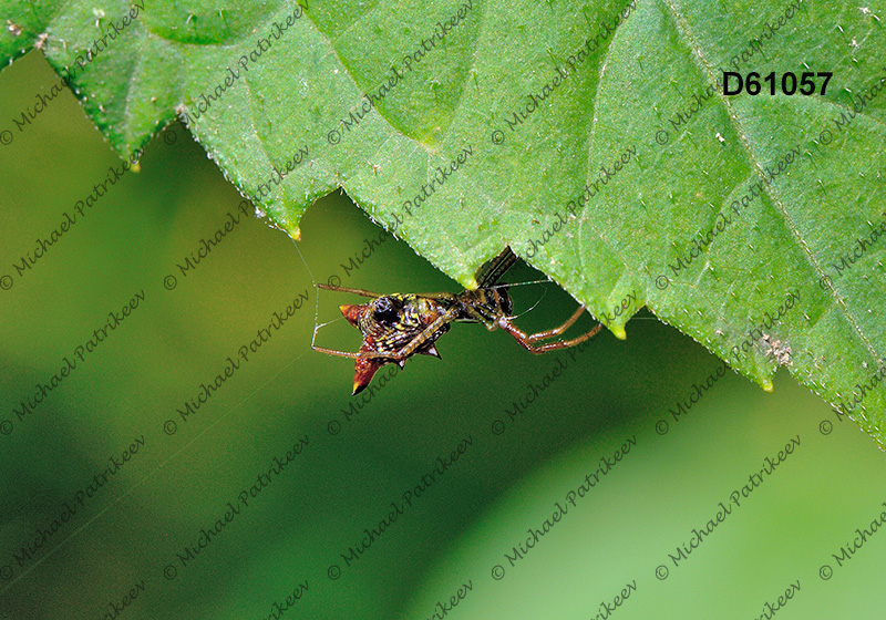 Arrow-shaped Micrathena (Micrathena sagittata)